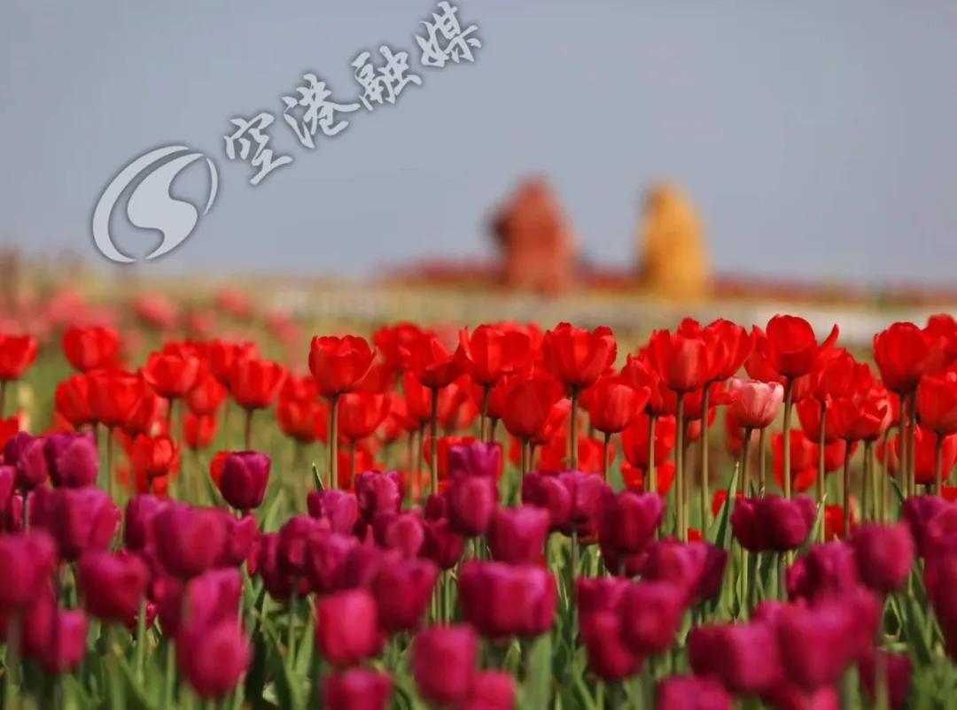 空港花田今天收门票吗,空港花田19.9门票