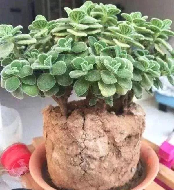 春天养花用见干见湿还是干透浇透,养花的土什么情况叫见干见湿