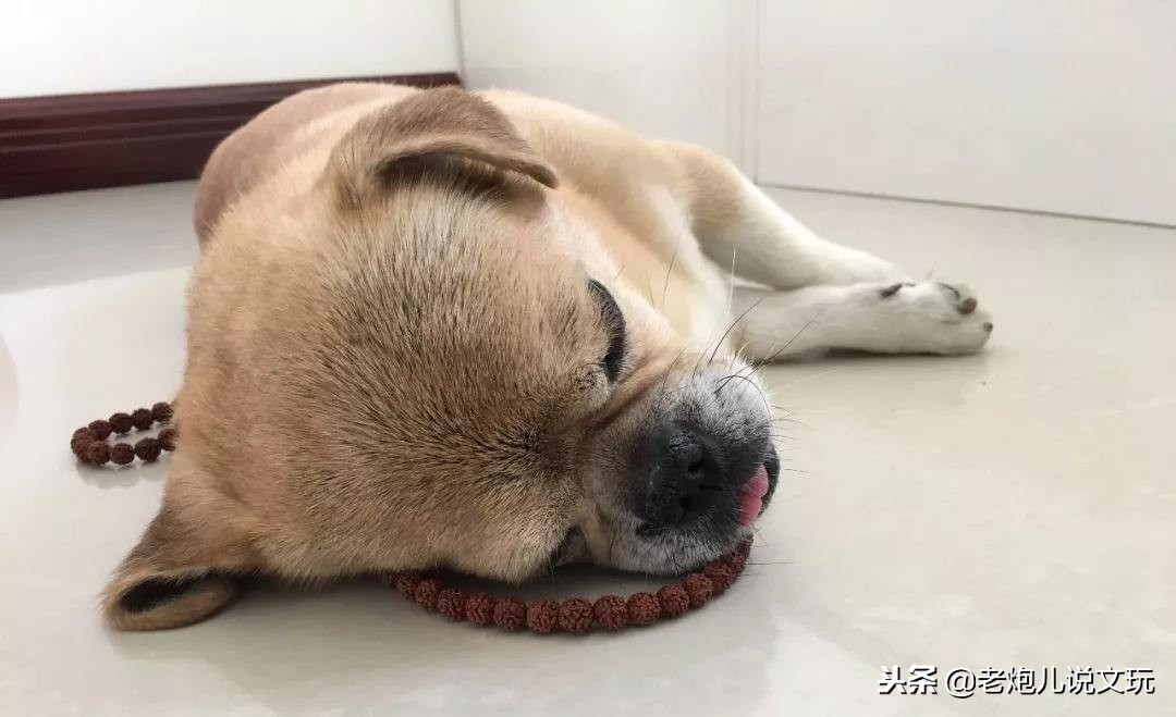 冬天了宠物这一身长毛千万别浪费，手串盘起来！