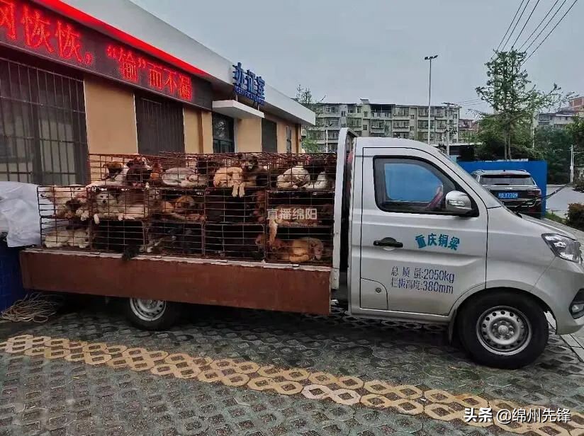 被救下的111条狗狗,一只金毛流浪狗被解救过程