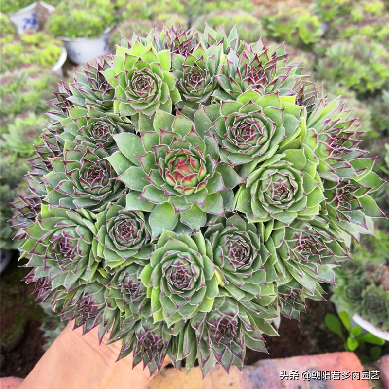 多肉观音爆崽方法,多肉观音莲爆籽怎么办