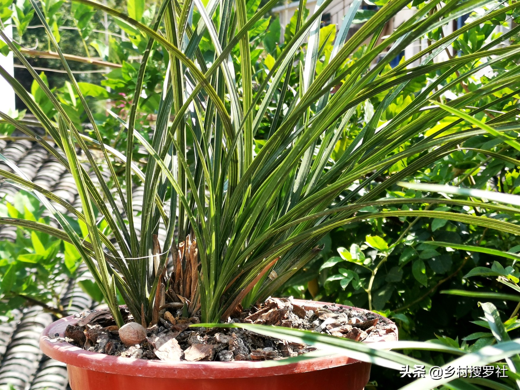 如何施肥让兰花开花快点,兰花长花苞的时候多久施一次肥