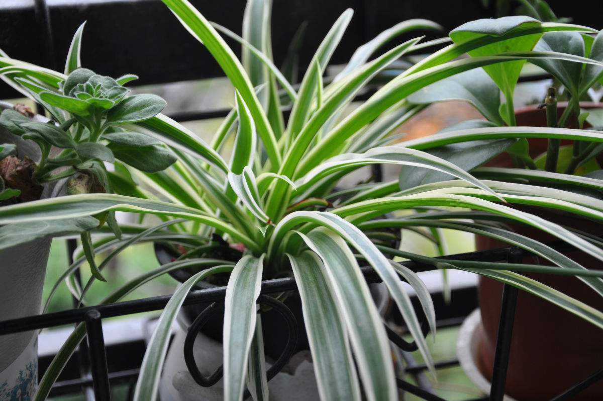 夏天吊兰叶尖焦枯如何处理,夏天吊兰怎么养护才不会腐烂