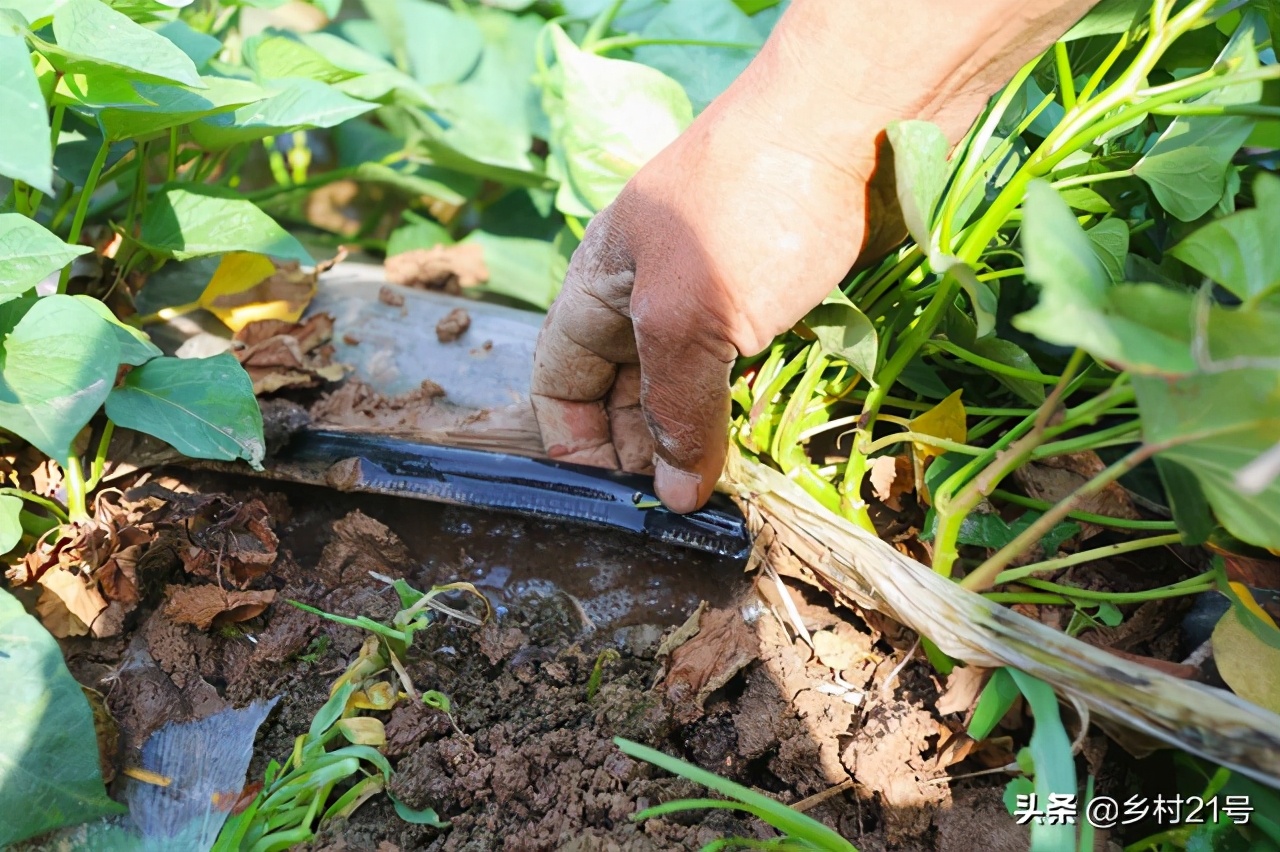 沙土地抗旱种植红薯,沙土地种红薯没水可以吗