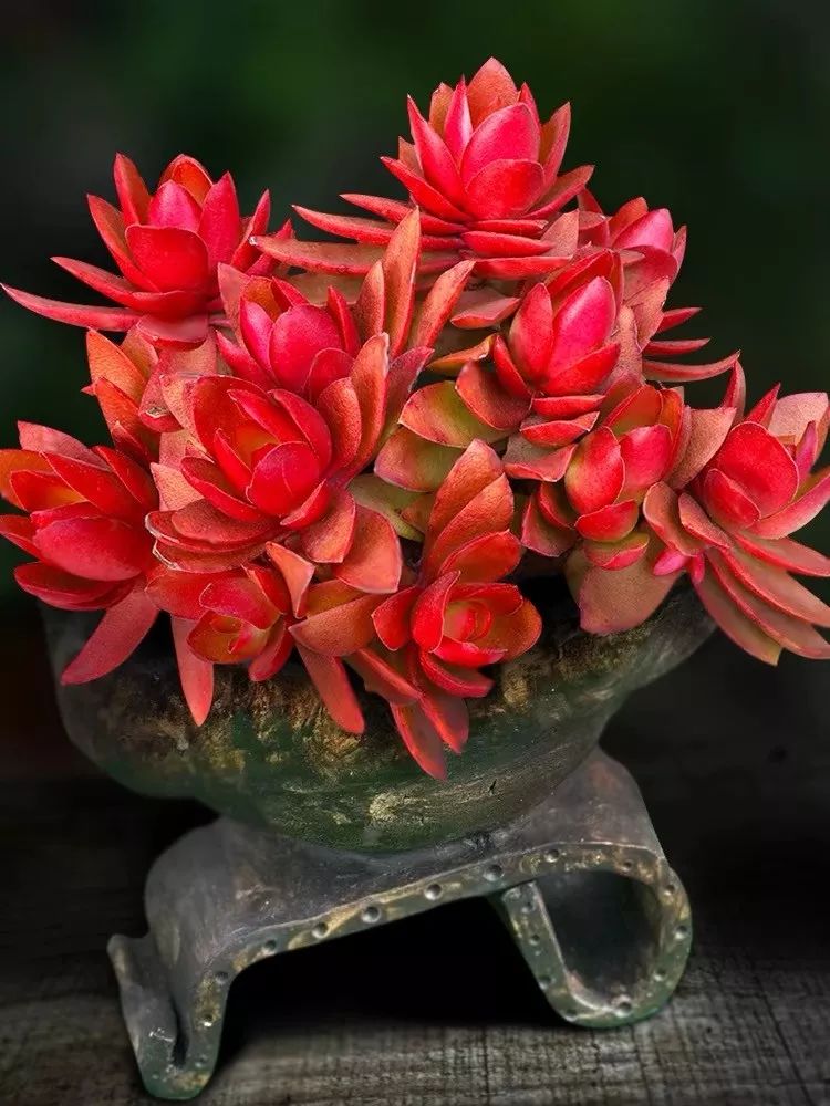 八种好看又好养的多肉，看看你家养了几种？