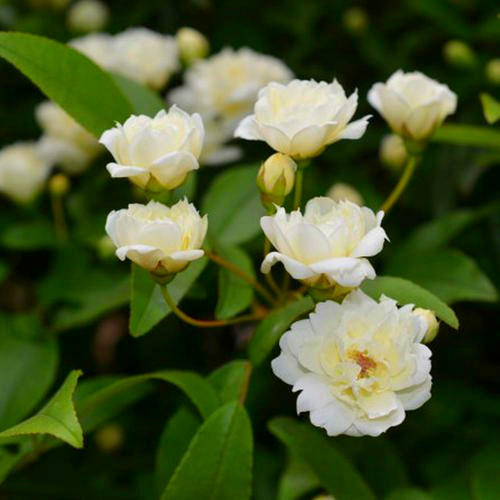 国内一种花，开花时比香水香，花期长名叫木香花