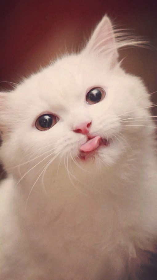 养猫的家里没有老鼠,没老鼠可以养猫么