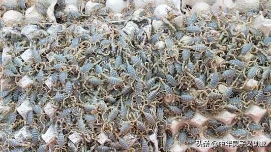 蝎子养殖行不行,自然养蝎子300个平方能养多少蝎子