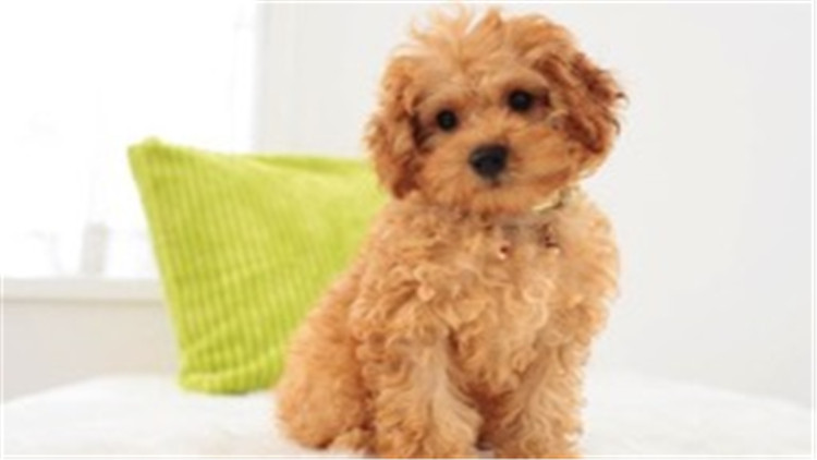 怎么养贵宾犬的方法大全,贵宾犬怎么养最好