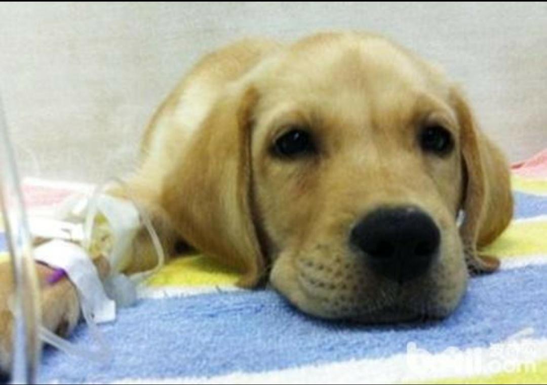 宠物输液液体不滴怎么处理,宠物输液防针掉怎么绑