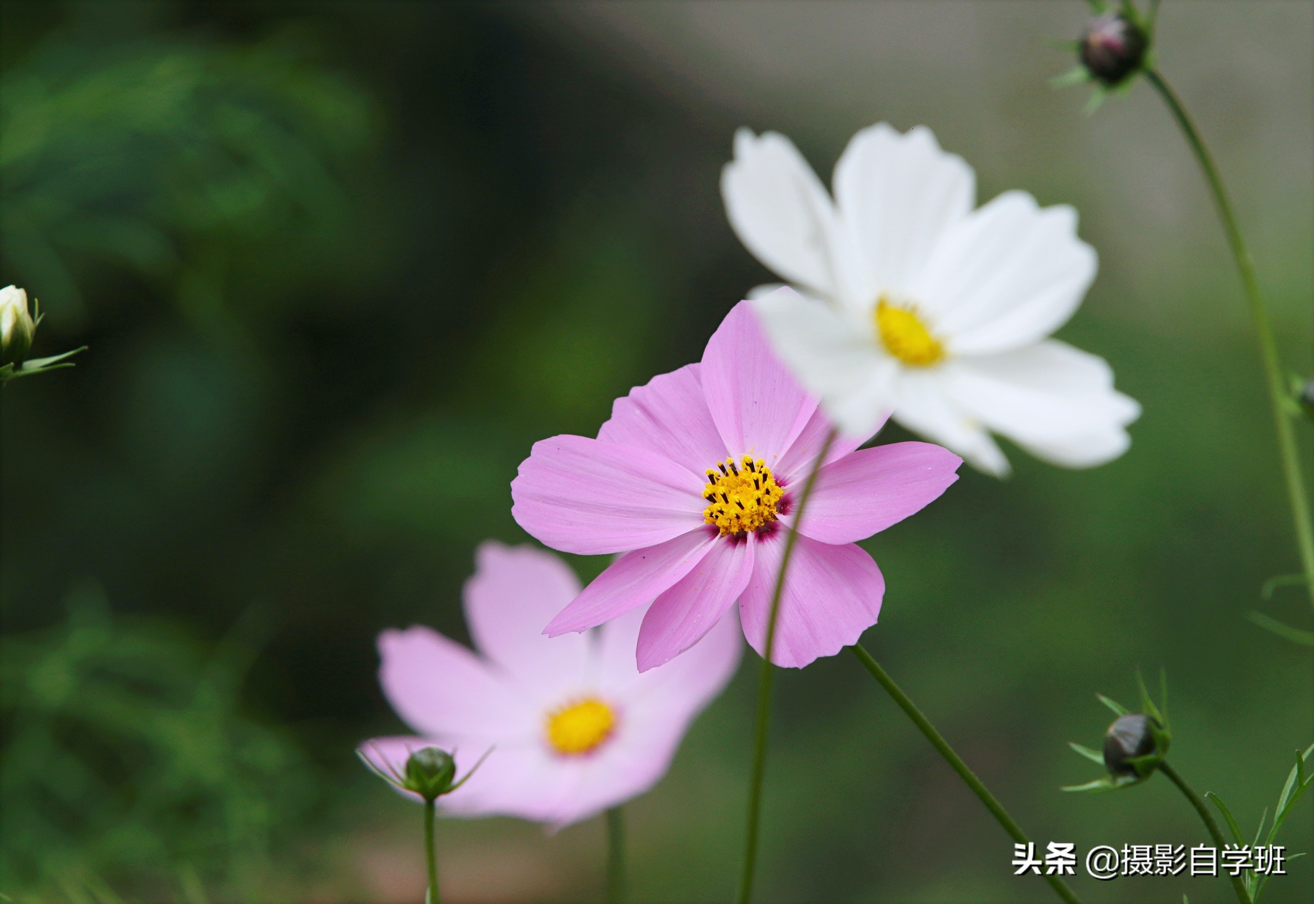 拍花朵怎么拍出来的又多又好看,怎样拍摄小花朵最好看