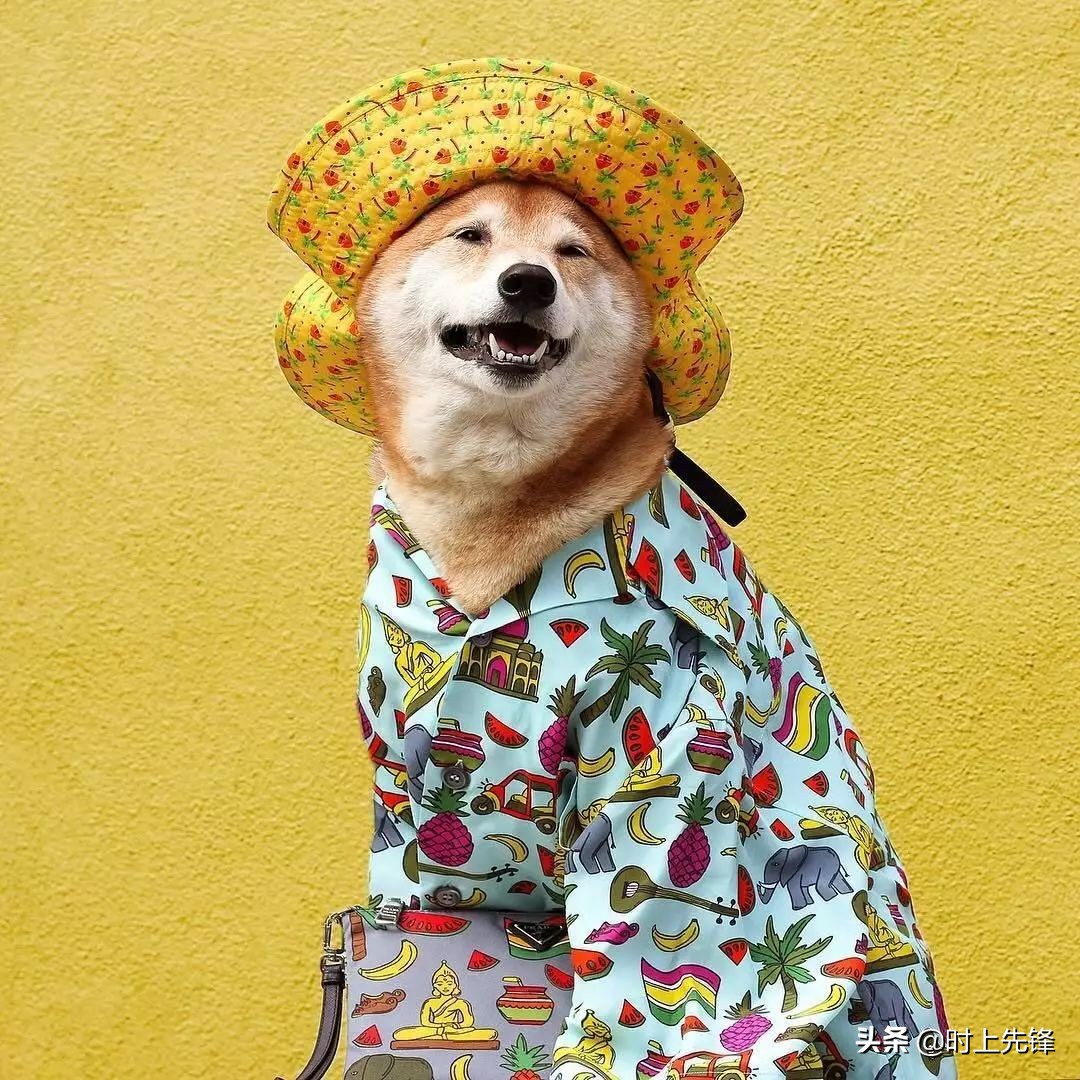 当狗狗穿上服装有多帅,当狗狗照镜子后发现自己是一只狗