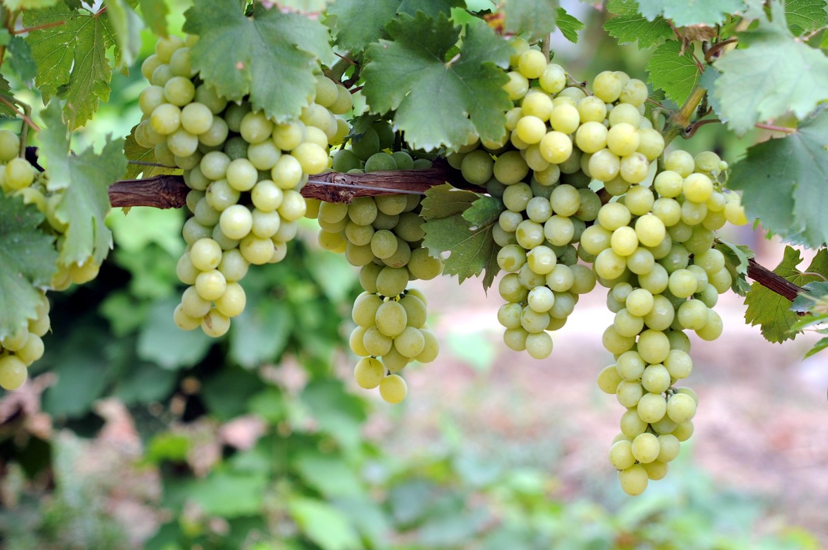 葡萄干很便宜可以吃吗,乌鲁木齐哪种葡萄干最好吃