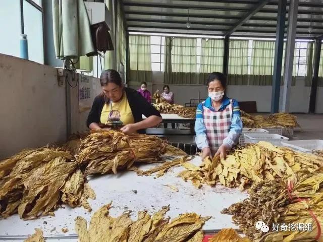 中国烟草价格是多少,最大草烟