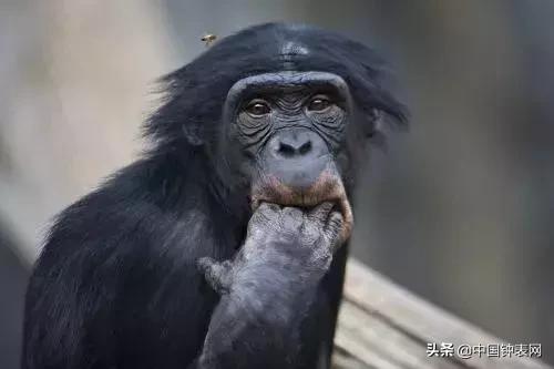 rm手表国产,nb手表是哪国产的