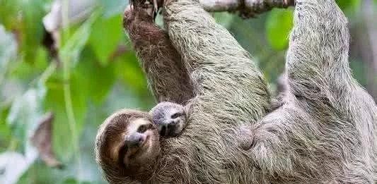 世界上最有趣的十种动物,世界上有趣的动物有哪一些