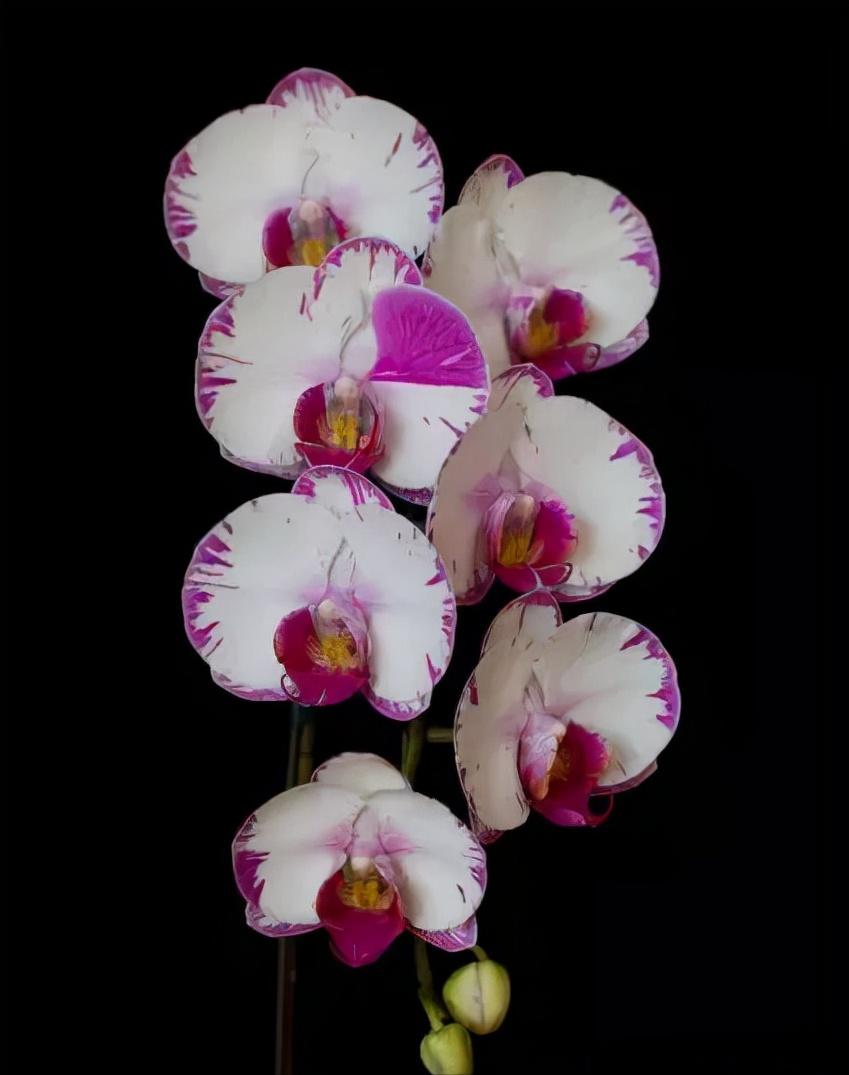 鍏拌姳绉嶇被鍥鹃壌,鐪嬭姦澶磋鲸鍏拌姳绉嶇被