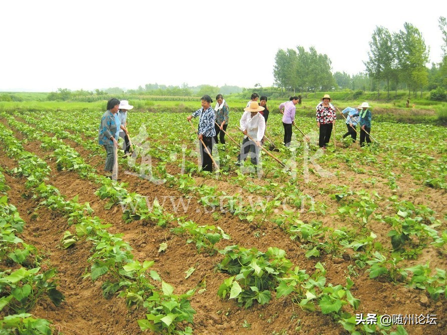 “e路”相伴奔小康——广水市发展电子商务助力脱贫攻坚侧记
