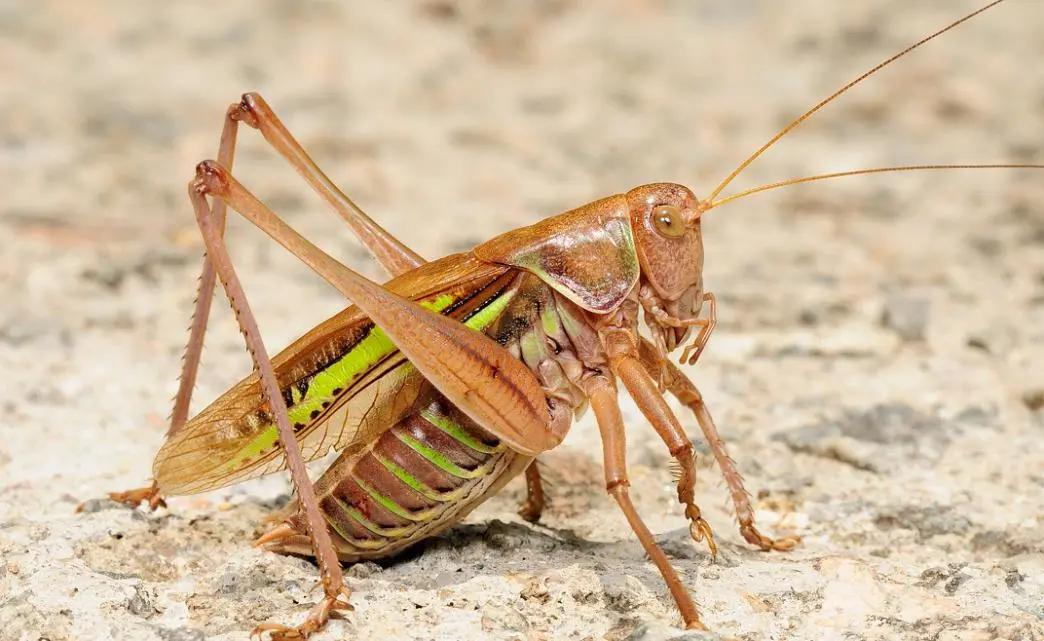 蝈蝈蛐蛐分不清,蝈蝈蛐蛐傻傻分不清楚