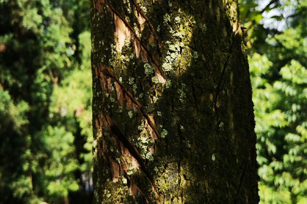 老柿子树主干太长咋处理,砍柿子树有什么讲究吗