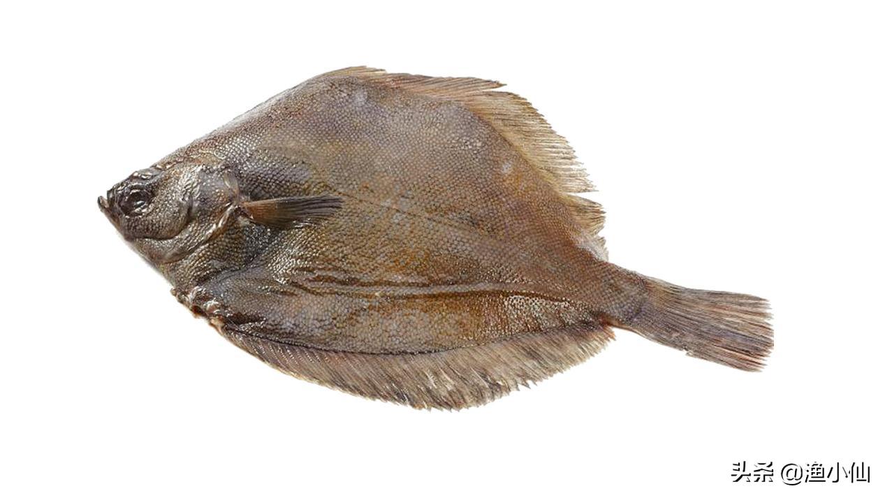 多宝鱼跟以前长的不一样,多宝鱼为啥长这个样子