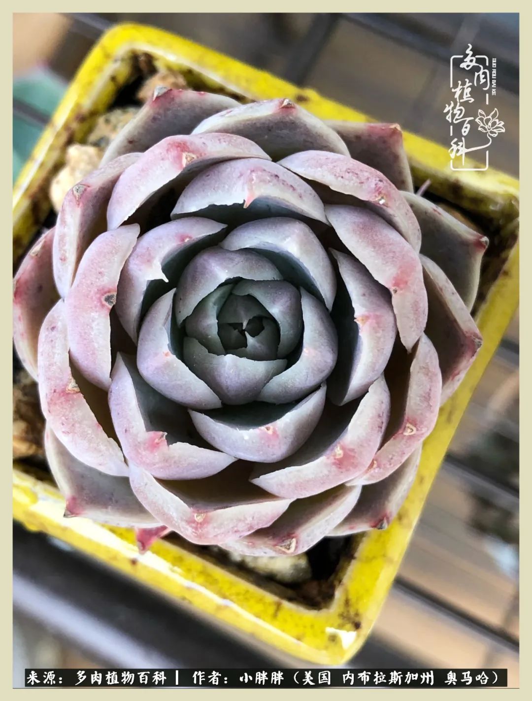 多肉小白入坑攻略,多肉中的鄙视链