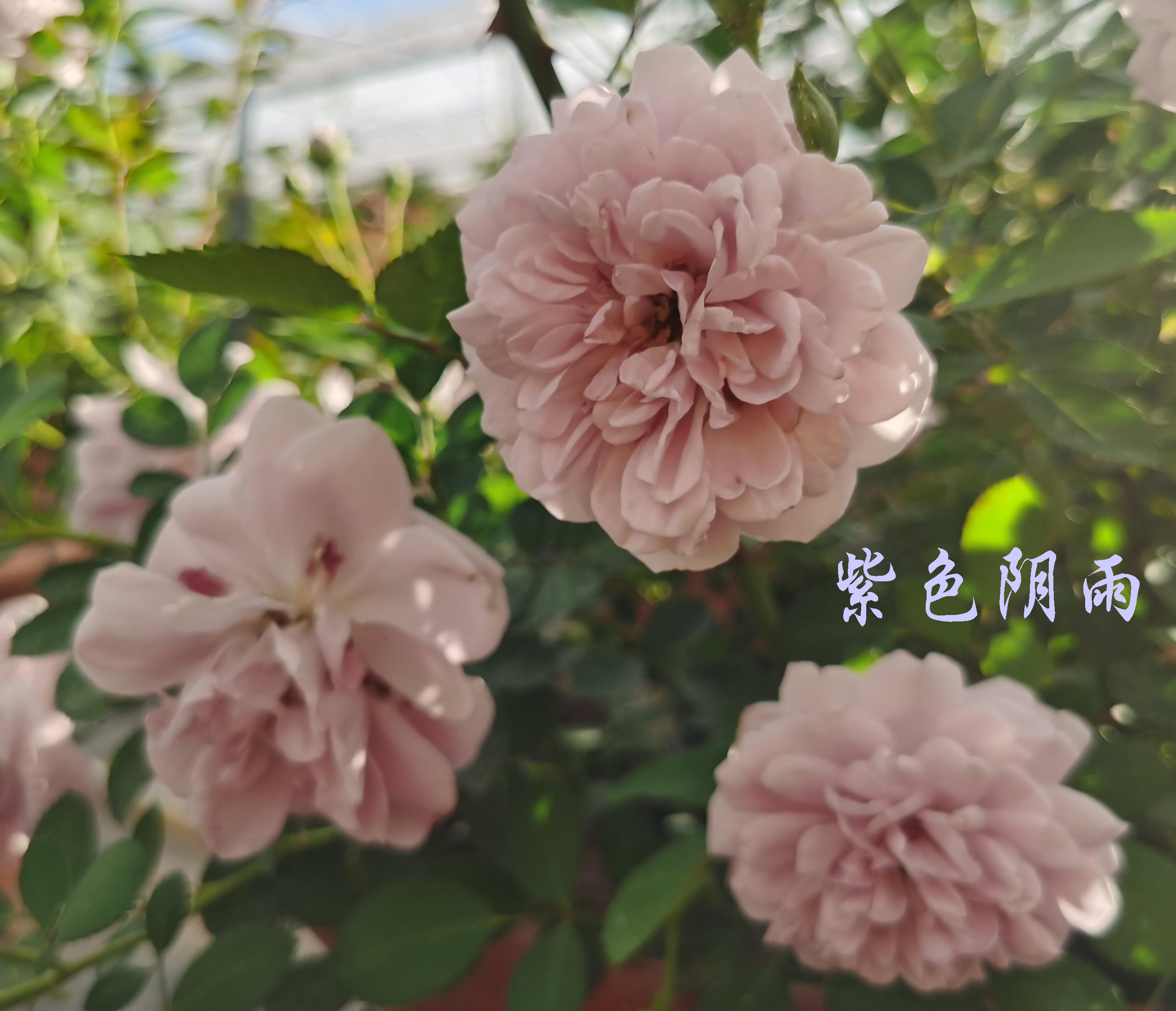 大兴月季园的月季有多少种,北京最大的月季基地在哪