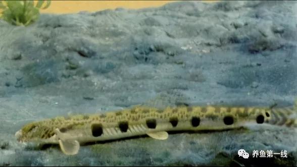 十种常见的水生动物,鳅科动物图片