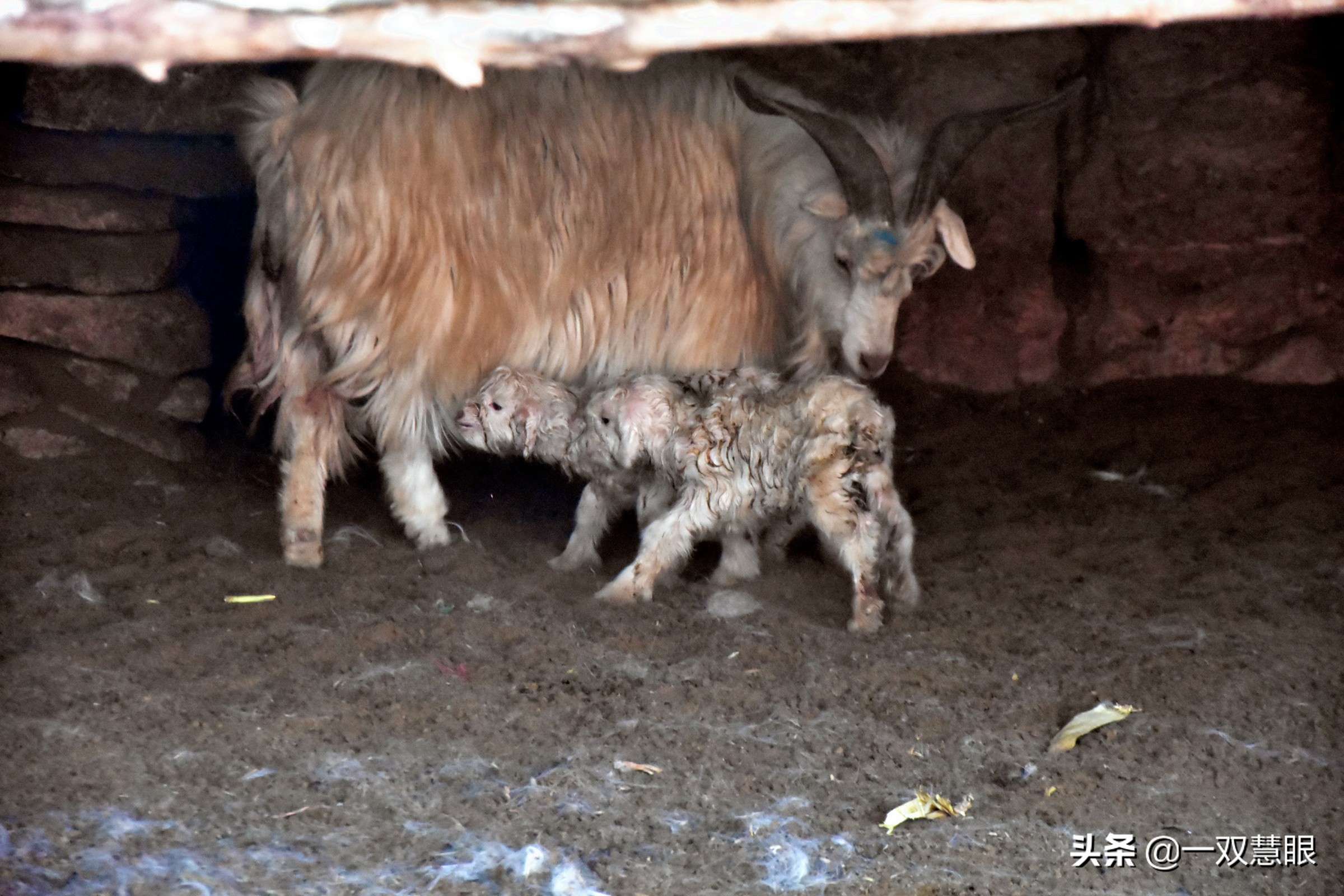 光棍遗留的老房子,光棍危房改造视频