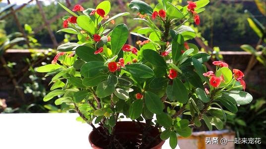 透明壳可以用来养花吗,花生壳当肥料养花可以么