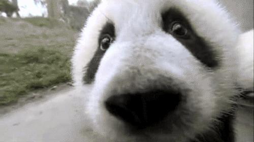 中国大熊猫为什么只有中国有,为什么大熊猫在国内这么受欢迎