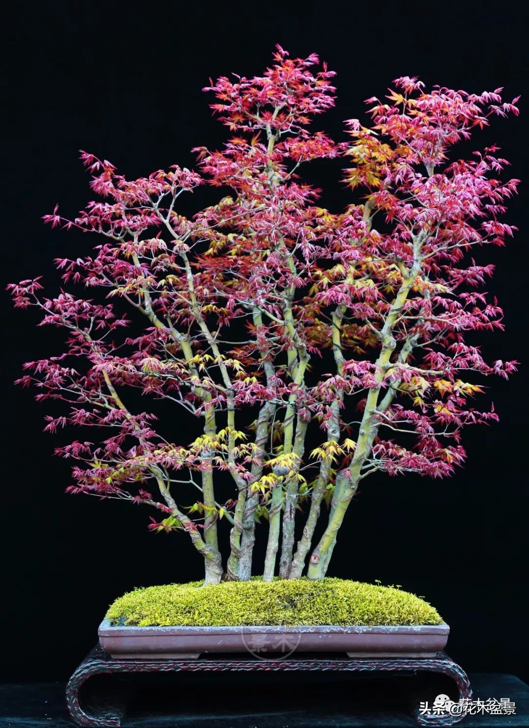 适合客厅养的盆景植物,茶桌上养什么盆景植物