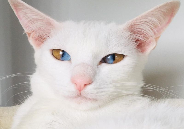 蓝眼白猫耳聋是什么原因,白猫蓝眼的猫咪都患病吗