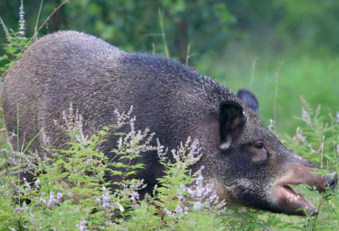 多地开始猎杀野猪，杀死的野猪该如何处理？为何不给人们吃了它？