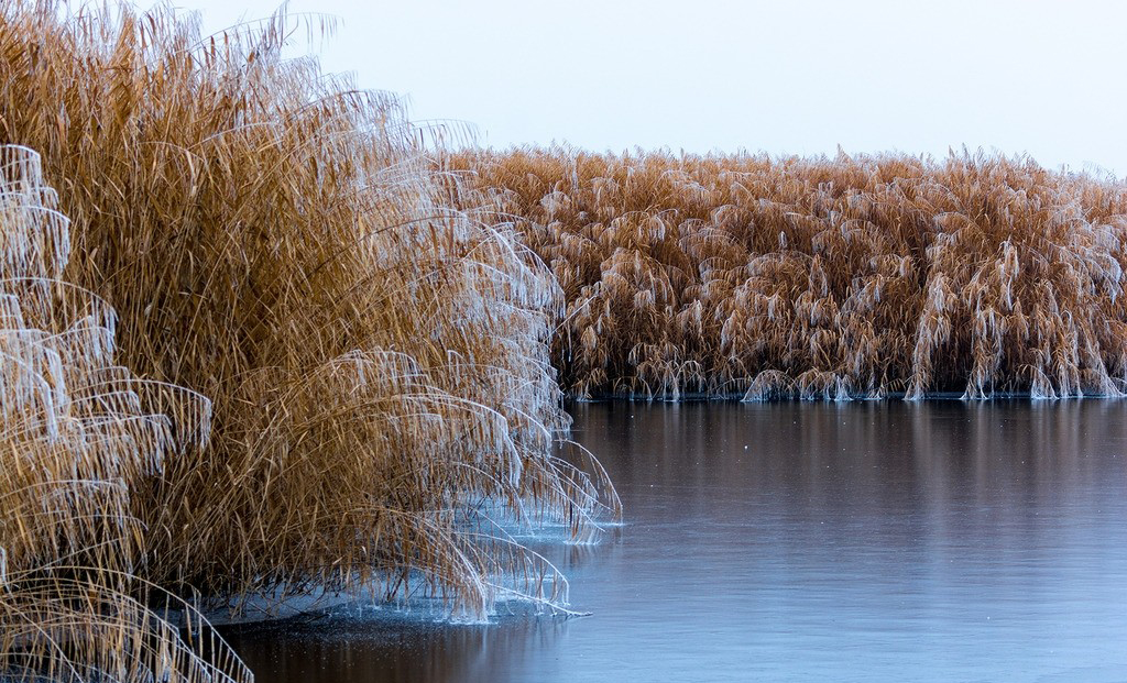 《说文解字》第105课:如何准确理解“蒹葭苍苍”?