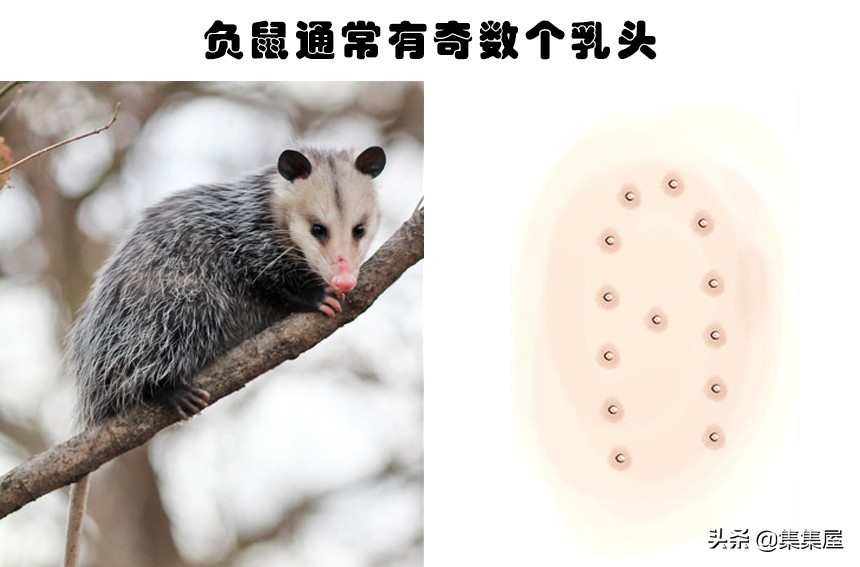 大自然中不常见的动物,关于大自然的动物百科