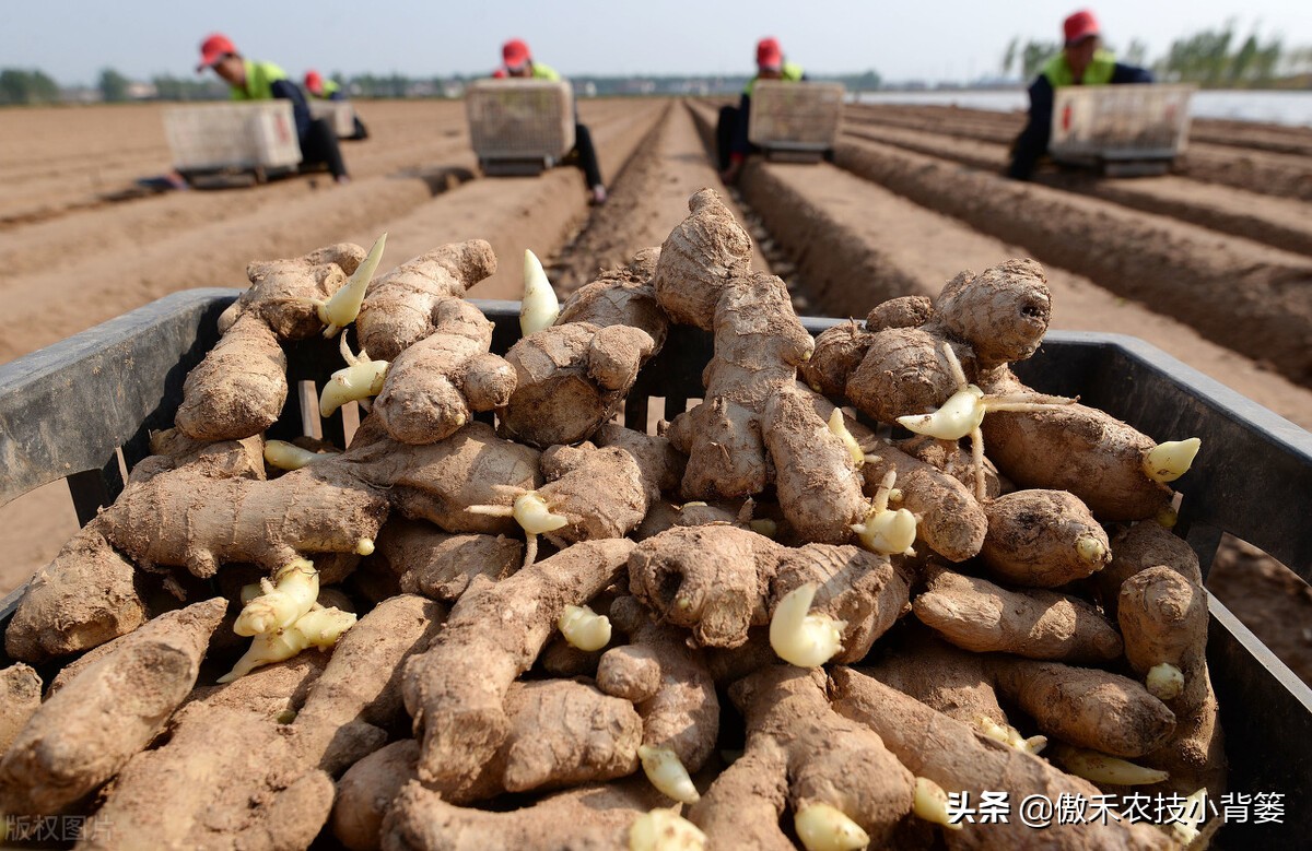 红薯高产种植技术及管理方法,芋头高产种植技巧与管理方法
