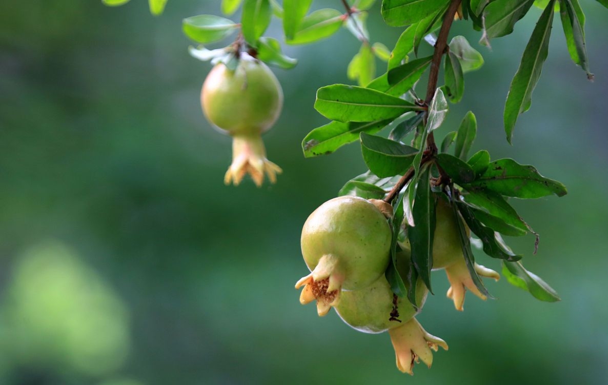 水果多子多福除了石榴还有什么,石榴为什么多子多孙