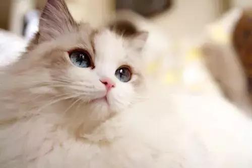 新手养猫养什么猫又便宜又好养,新手养猫第一天猫咪害怕怎么办