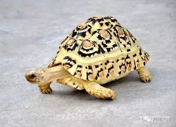 陆龟要怎么养才可以胆子大,陆龟长大了怎么养