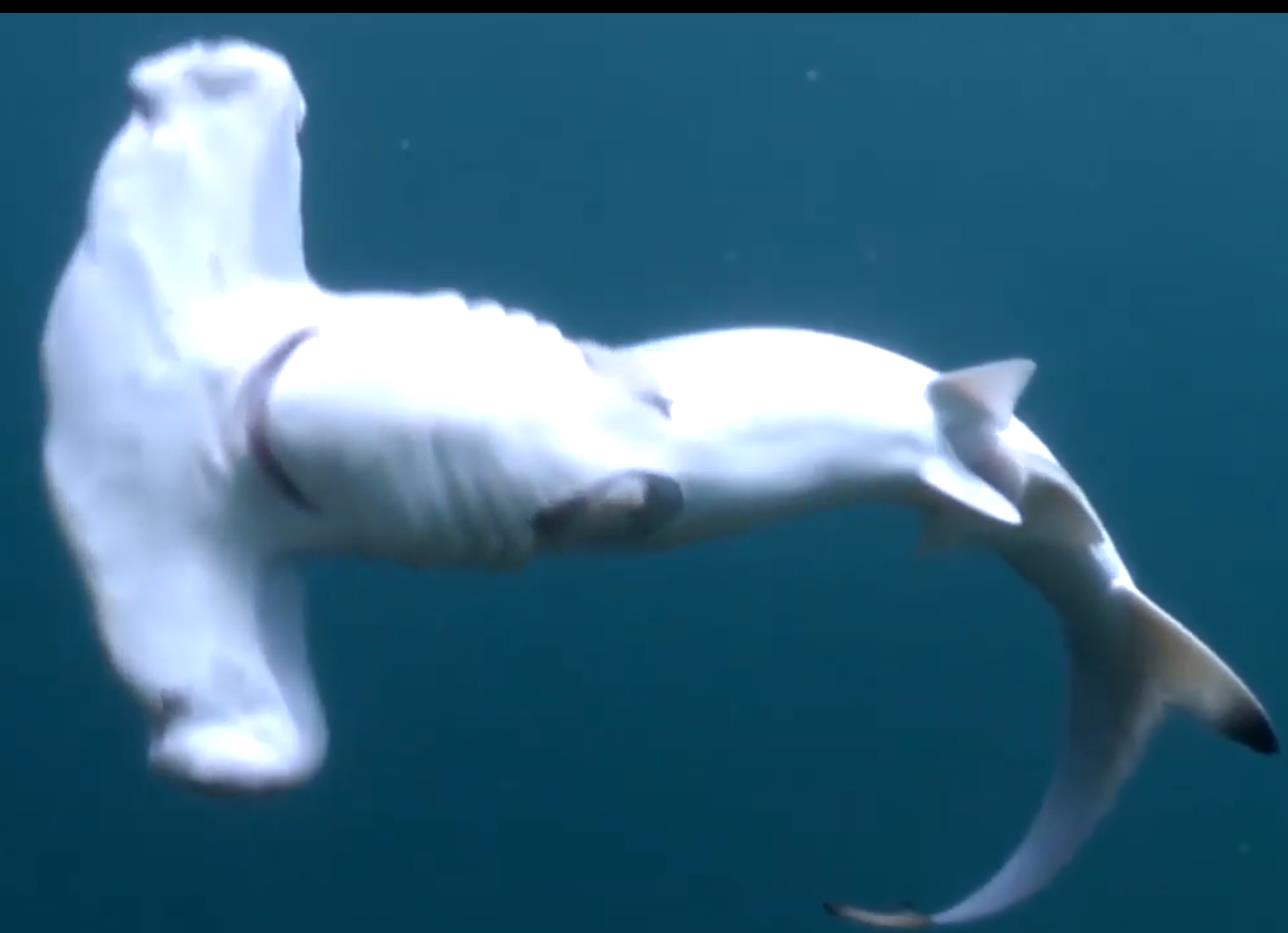 人类割掉鳍的鲨鱼还能活多久,鲨鱼的鳍被割掉后扔回大海