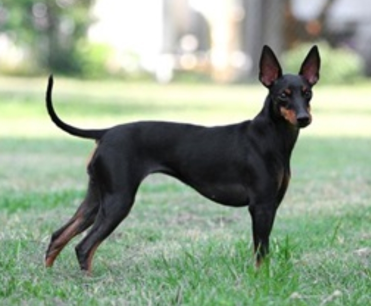 适合老年人养的狗排行榜,适合老人养的狗好养活的品种