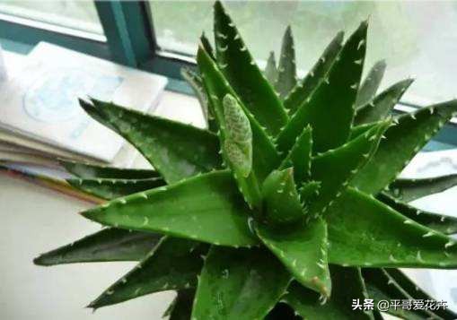 芦荟叶片干瘪？都是这“6个方面”造成的，教你快速让叶片变水嫩