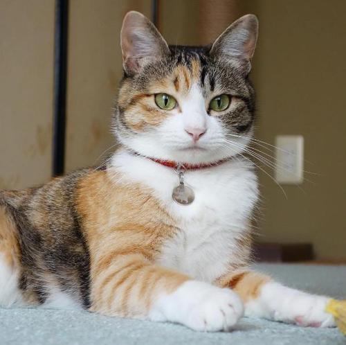 七种中华田园猫中哪种猫最便宜,中华田园猫12个品种图小奶猫