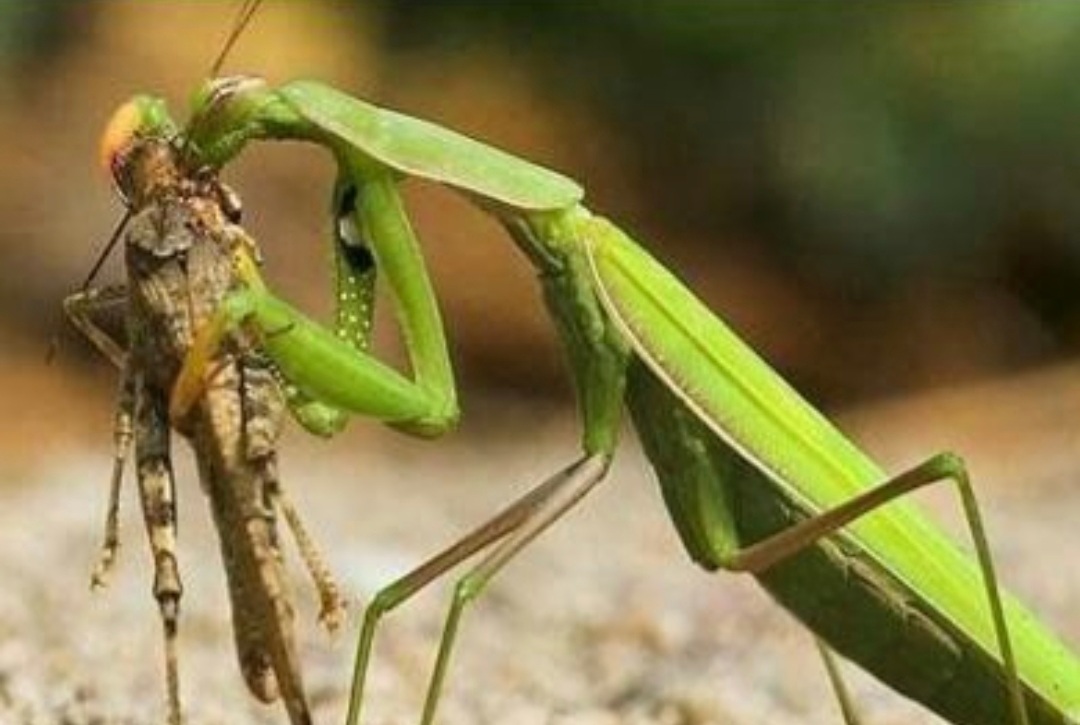 童年记忆里的小虫子,儿时的记忆夏天的风