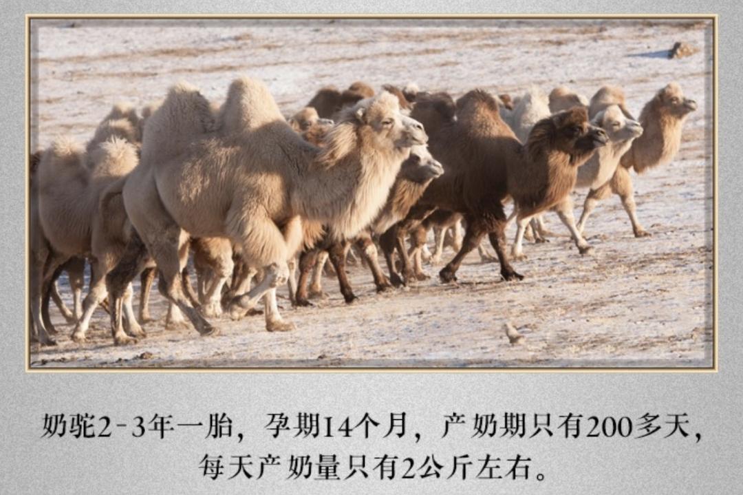 骆驼奶到底靠谱吗,骆驼奶究竟值不值得买