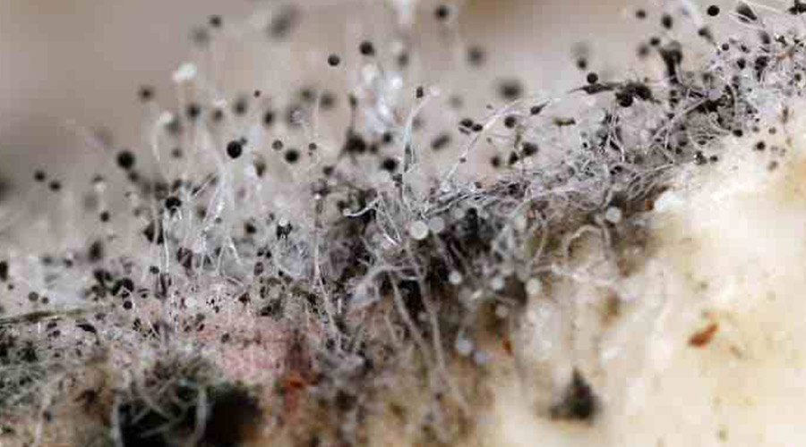 消毒剂有哪几种,洗衣机消毒剂有哪几种