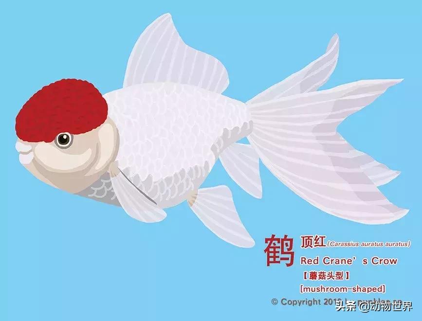 金鱼品种介绍之龙睛高头,金鱼狮子头品种图片大全集