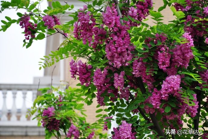 富贵树的养殖方法小技巧,富贵树冬季怎么养