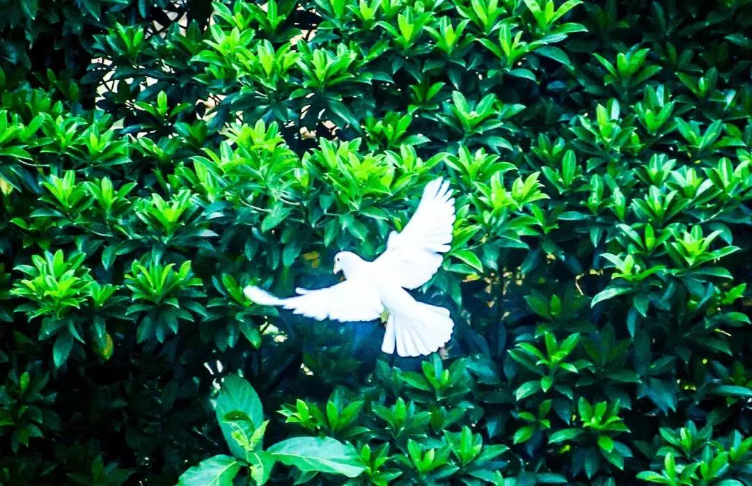 广州白云山风景区最新通知,广州白云山改造规划